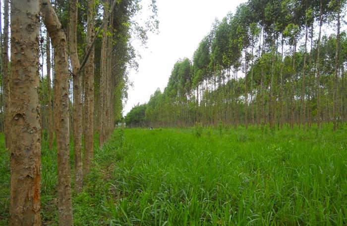 Sistemas de cultivos integrados ajudam a incrementar carbono ao solo
