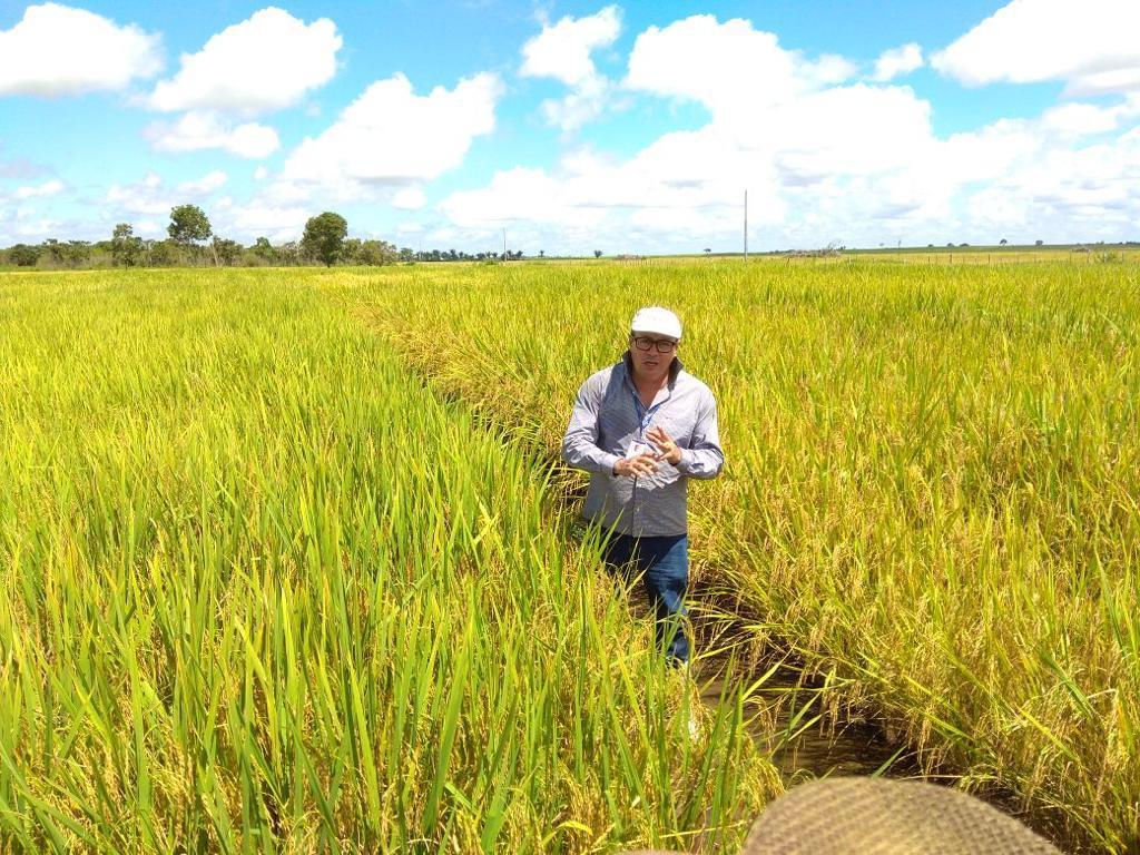 Dia de campo apresenta nova cultivar de arroz da Embrapa