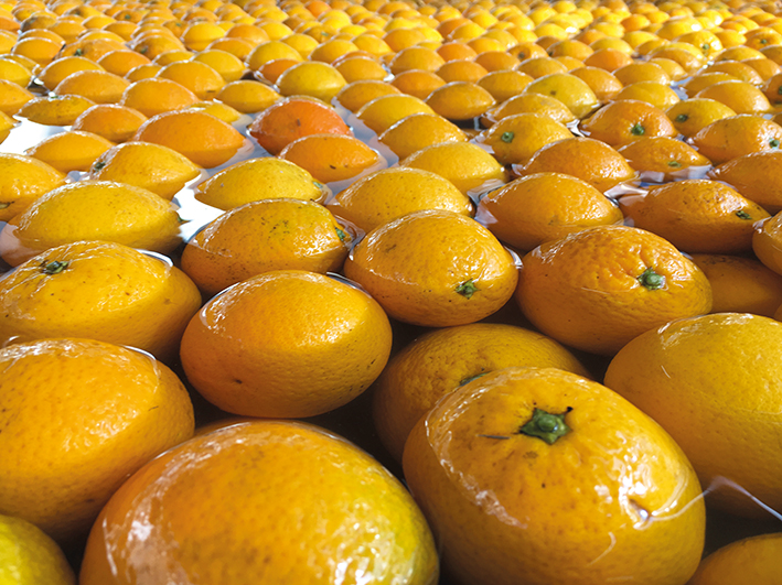 Higienização de frutos de citros realizada em packing houses