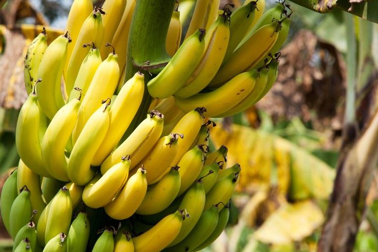 Relação de produtos da agricultura familiar com bônus em setembro já está disponível