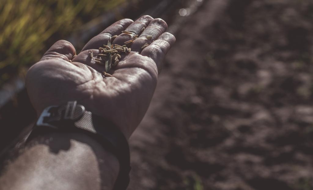 Primeiras cargas de arroz brasileiro para o México embarcam nesta semana