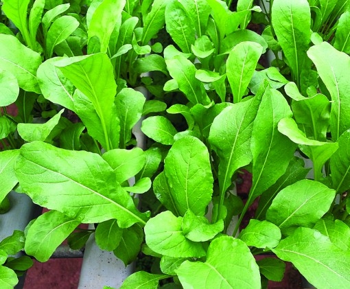 Agristar apresenta novidades de suas linhas de sementes na 21ª Hortitec, em Holambra (SP)