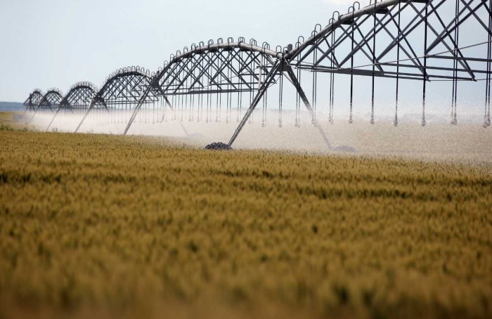 Trigo enfrenta cenários distintos no Centro-Oeste