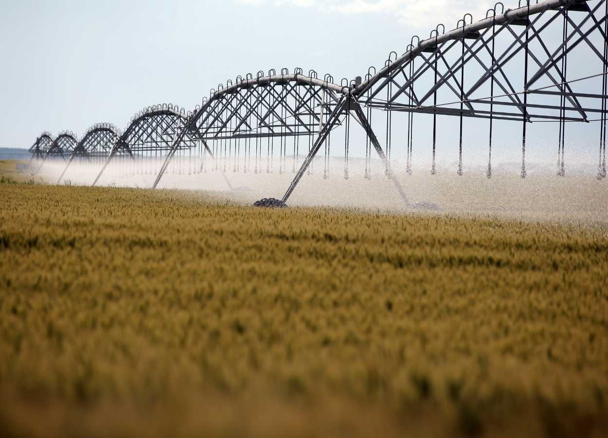 Trigo enfrenta cenários distintos no Centro-Oeste