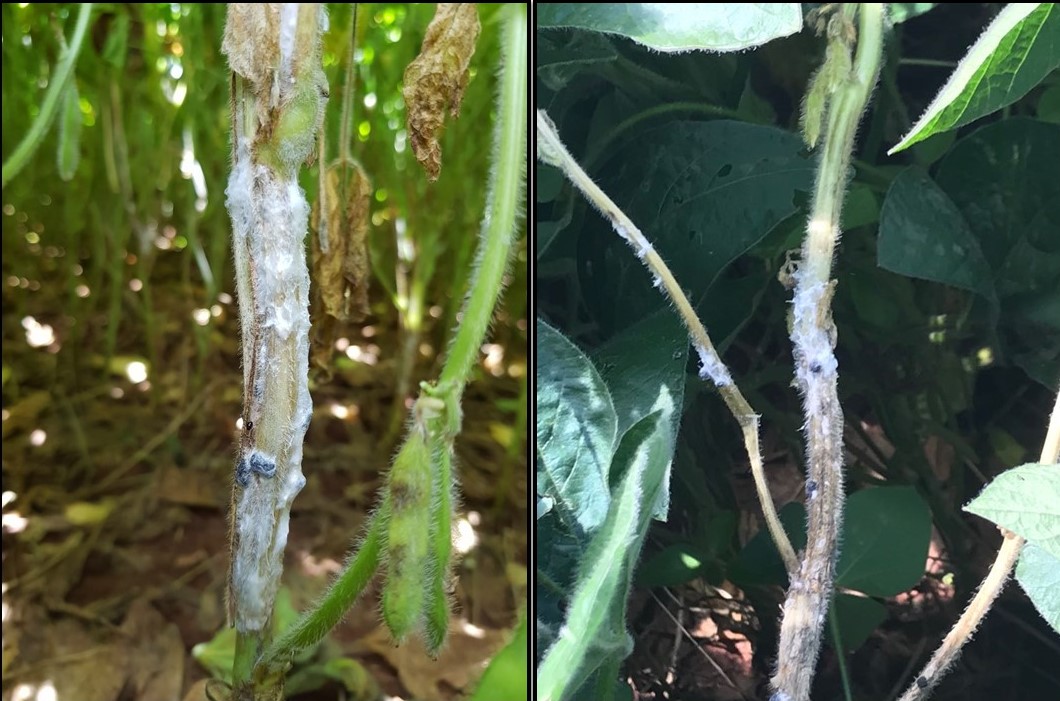 Integrated management of white mold in soybeans