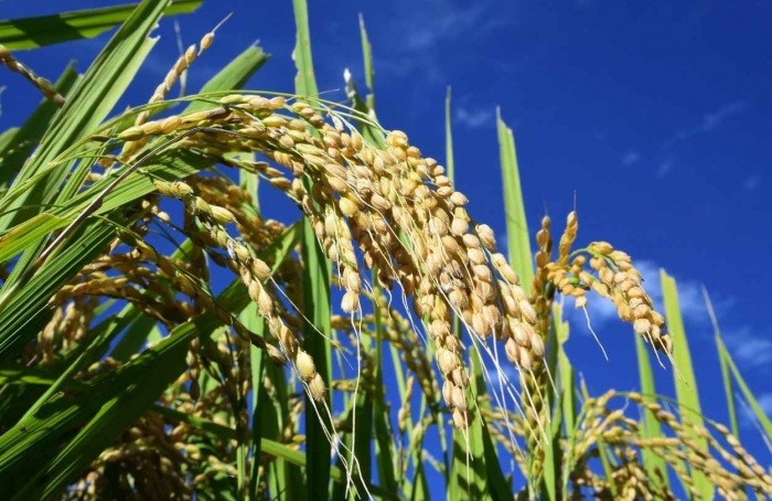 Colheita do arroz atinge 79,3% da área no RS