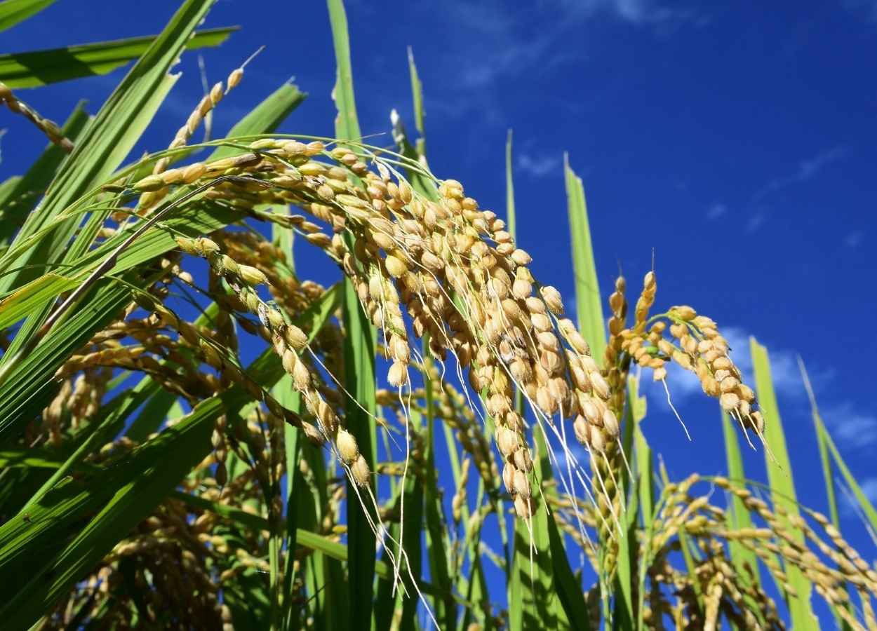 Colheita do arroz atinge 79,3% da área no RS