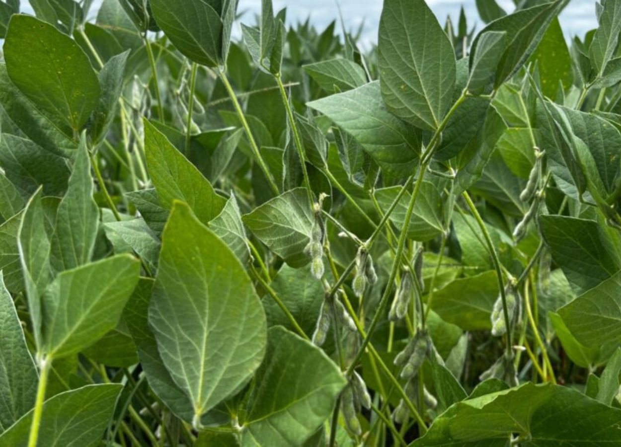 Goiás caminha para a segunda maior safra de grãos da história