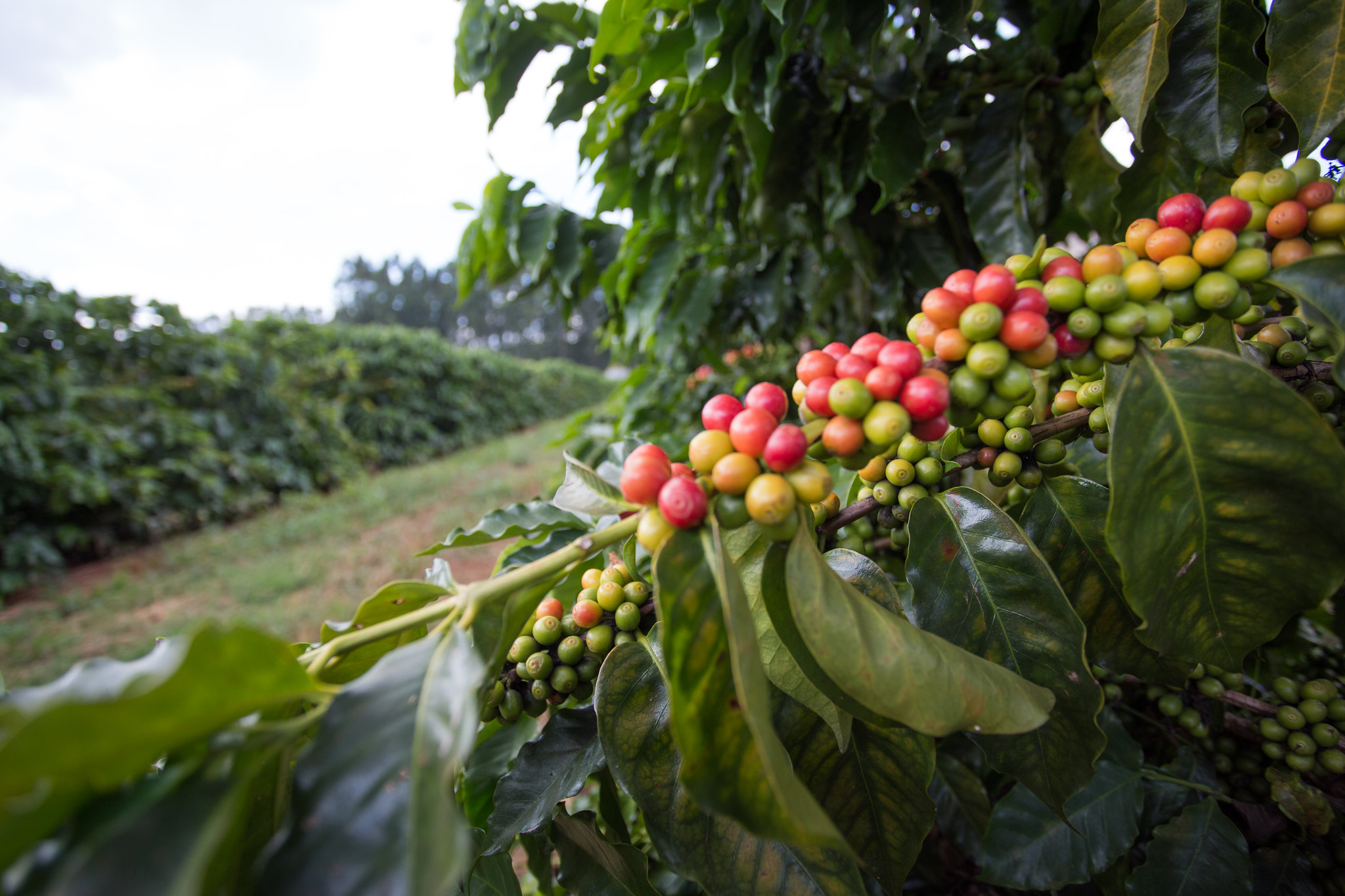 Exportação de café do Brasil cai 33% em fevereiro
