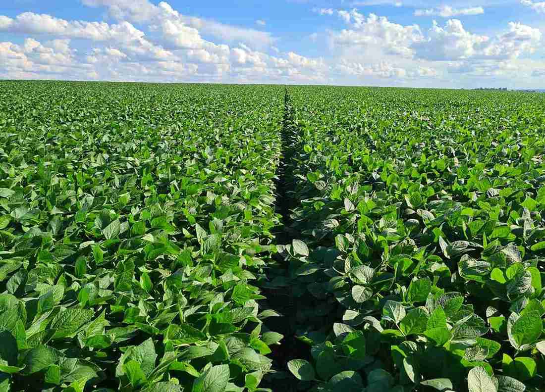 Justiça chinesa confirma infração de patente ligada ao saflufenacil