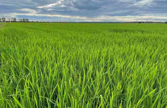 Embrapa rice cultivars are the theme of a field day in Maranhão