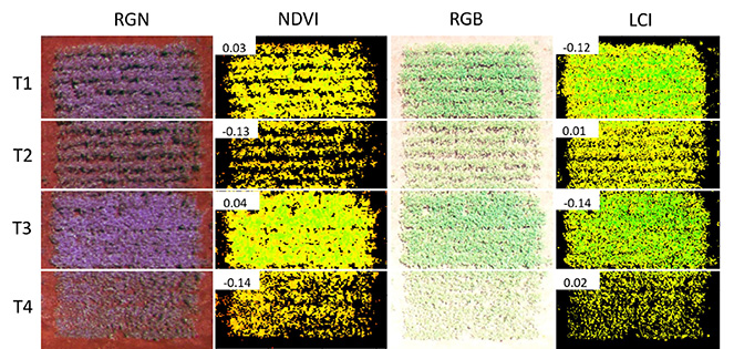 Figura 2 - Parcelas experimentais de soja a campo. Imagens capturadas por Vant a 15m de altura com câmeras RGN (red, green, near-infrared) e RGB (red, green, blue) ilustrando a eficácia de quatro tratamentos de fungicidas (T1 a T4) para o controle da ferrugem. As imagens foram processadas para determinação de NDVI e LCI. Valores positivos de NDVI indicam uma maior retenção de folhas, ou seja, menor severidade da doença na parcela. LCI positivo indica maior severidade 