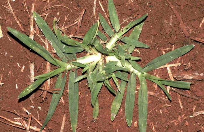 Curso da Embrapa aborda manejo do capim-pé-de-galinha