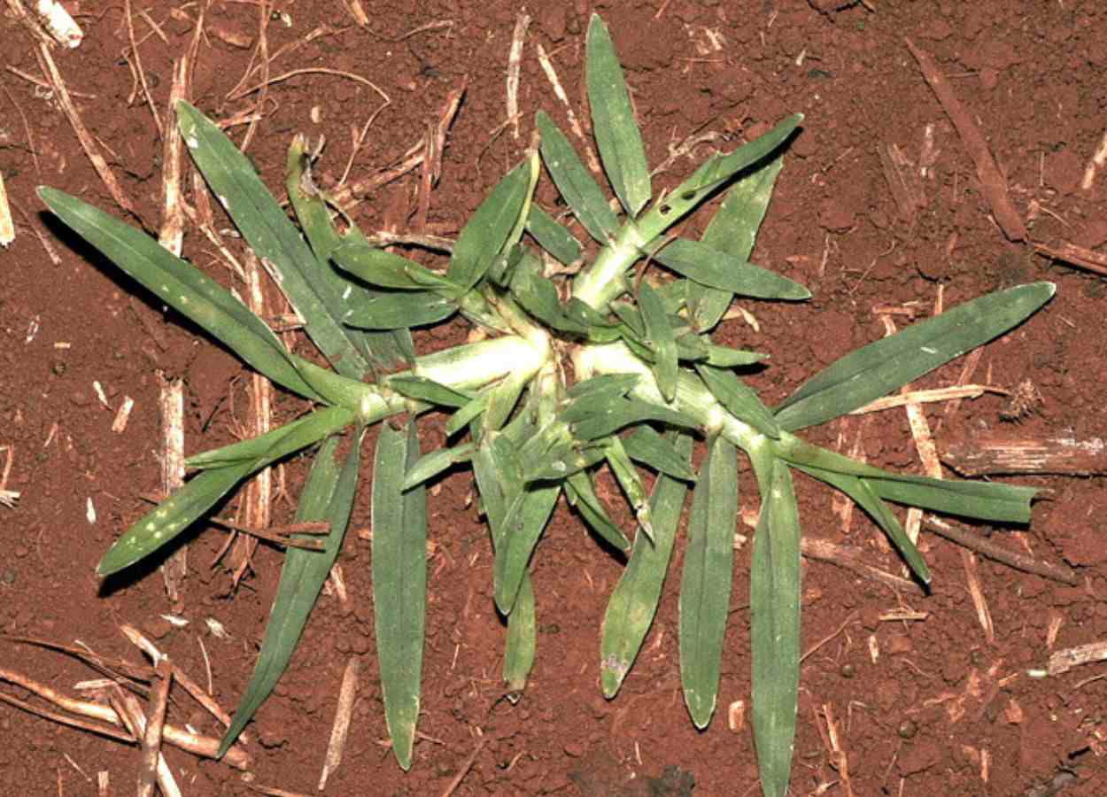 Curso da Embrapa aborda manejo do capim-pé-de-galinha