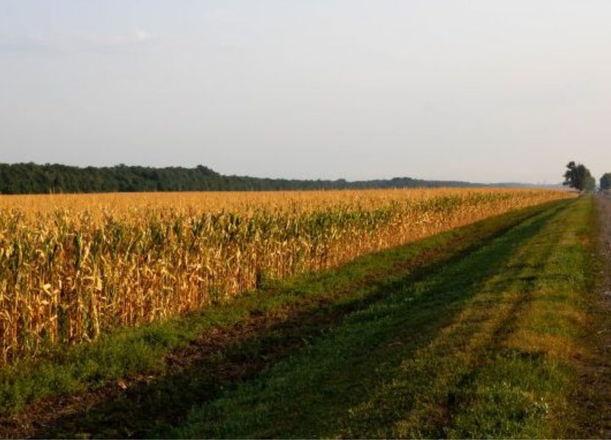 Projeto propõe ampliar uso agrícola às margens de rodovias