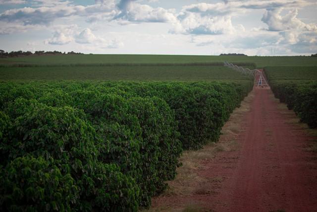 Pesquisa sobre as lavouras de café segue em Minas Gerais