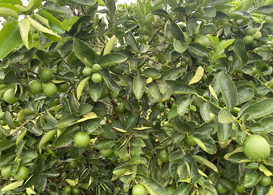 Pesquisa desenvolve limão Tahiti com produtividade superior