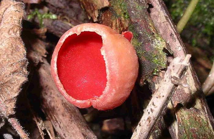 Estudo revela que os fungos surgiram há mais de 1,4 bilhão de anos