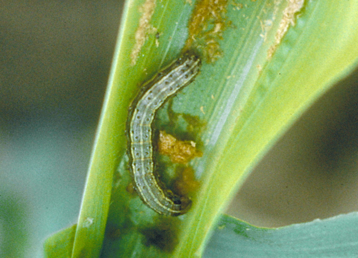 Foto:&nbsp;Billy R Wiseman, USDA