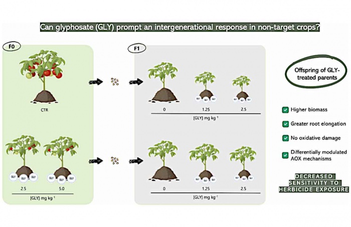 Resíduos de glifosato no solo geram resposta adaptativa em tomate