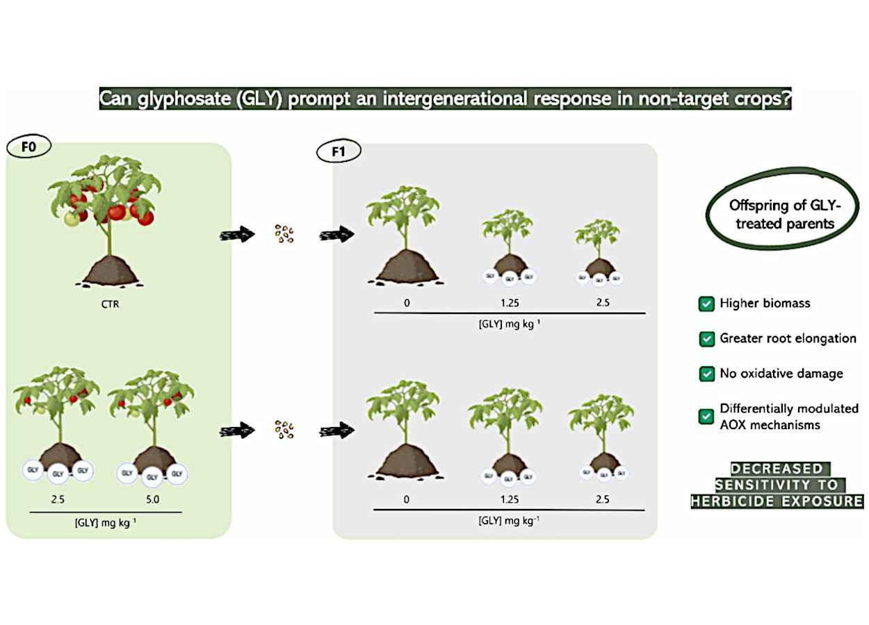 Resíduos de glifosato no solo geram resposta adaptativa em tomate