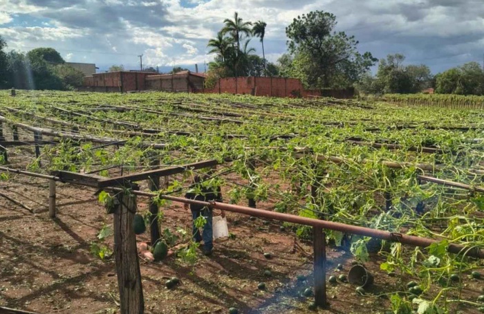 SP avalia danos de temporal à produção rural em Ribeirão Preto
