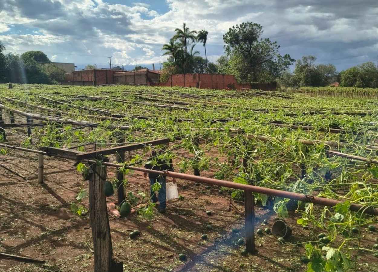 SP avalia danos de temporal à produção rural em Ribeirão Preto