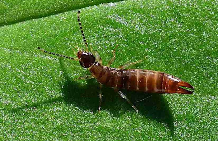 Estudo questiona alta universal de pragas com aquecimento