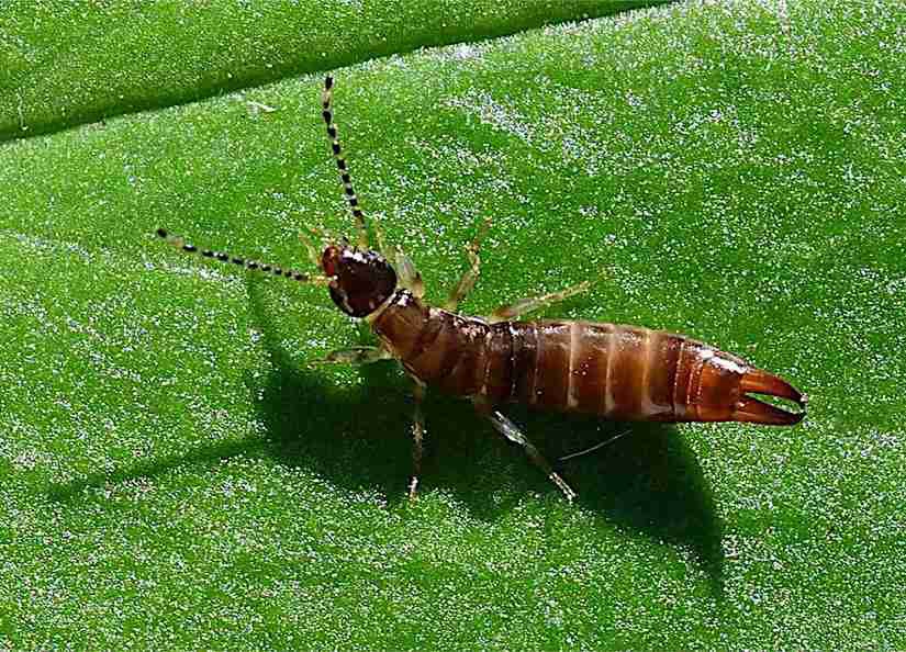 Dados de campo indicam respostas distintas de artrópodes em arroz, algodão, uva, citros e oliveira