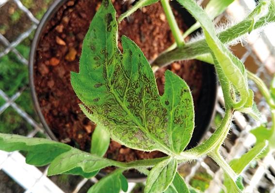 Manejo do complexo “vira-cabeça” no cultivo de tomate e pimentão