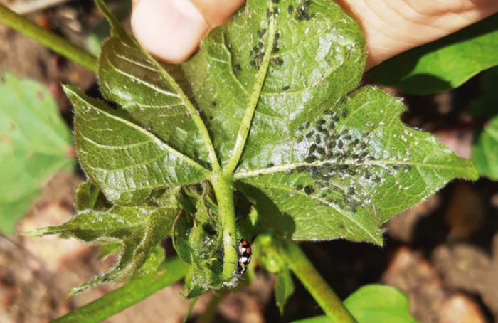 Resistência de "Aphis gossypii" a sulfoxaflor é reversível