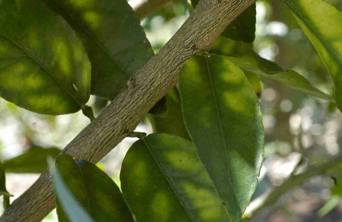 Nanoemulsão reduz bactéria do greening em mudas de citros