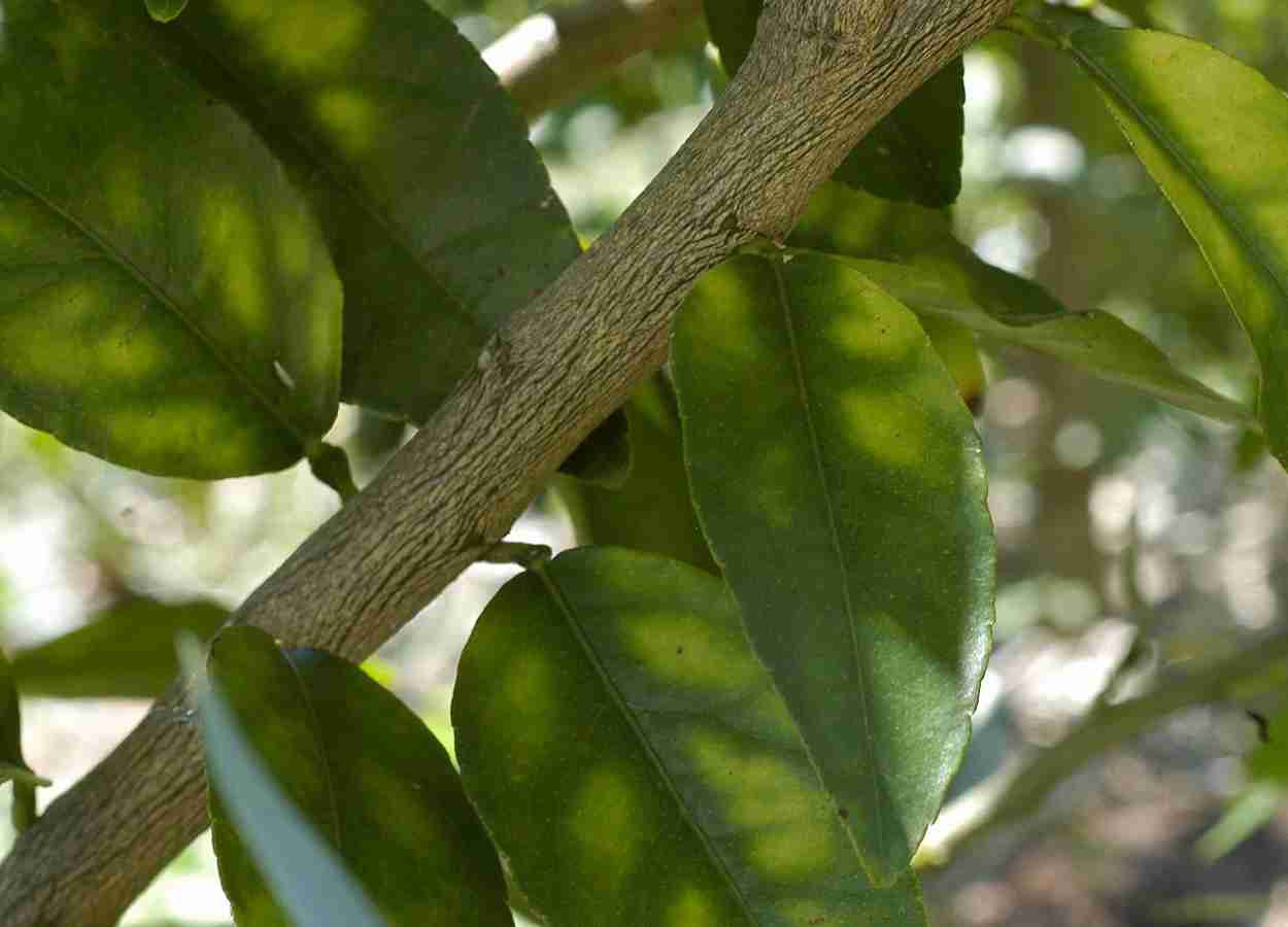 Nanoemulsão reduz bactéria do greening em mudas de citros
