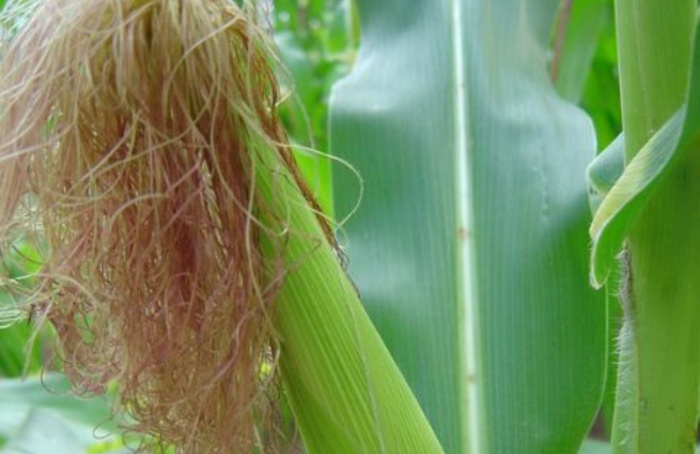 Câmara Setorial debate impactos do clima na safra de milho