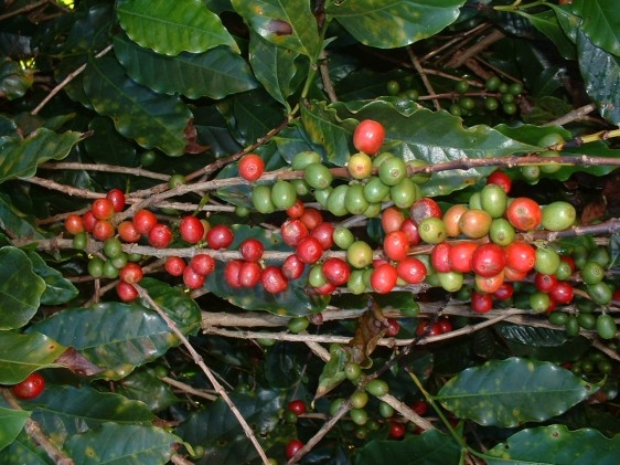 Conab começa pesquisa de estoques de café