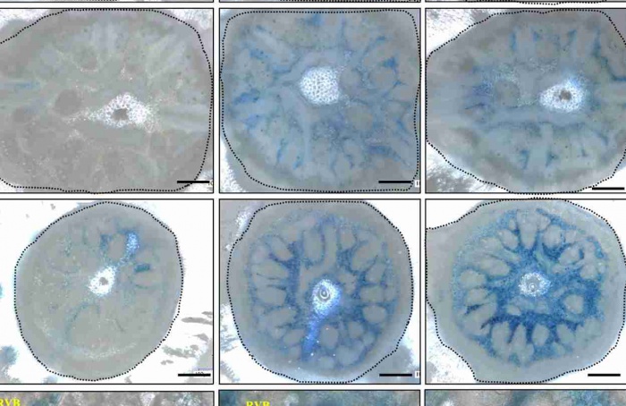 Descoberto gene que envia ferro a tecidos jovens do arroz