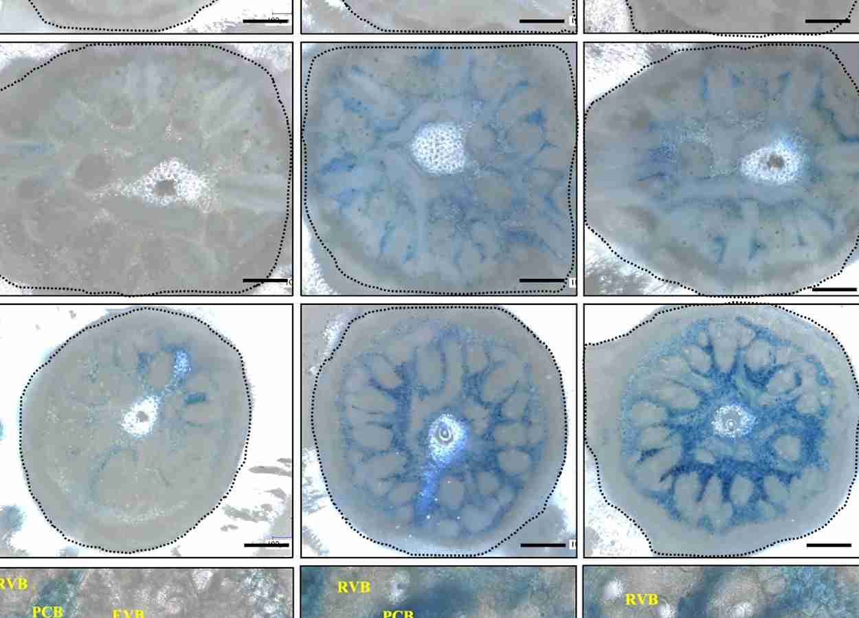 Pesquisadores identificam gene OsIET1, que impacta na saúde da planta e na produção