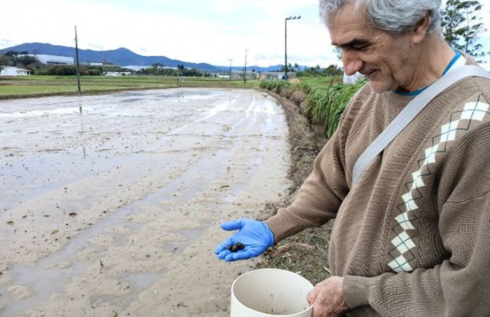 Nova armadilha auxilia no manejo do caramujo em arroz irrigado