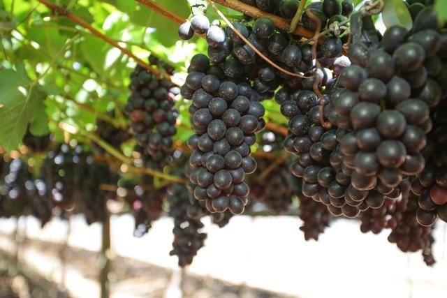 Embrapa ensina sobre manejo de cachos em uvas sem sementes