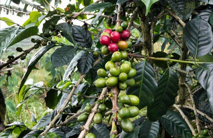 El Niño entra no radar do mercado de café, indica Hedgepoint