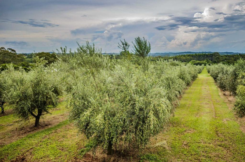 Nutrição do solo ajuda a potencializar pomares de oliveiras