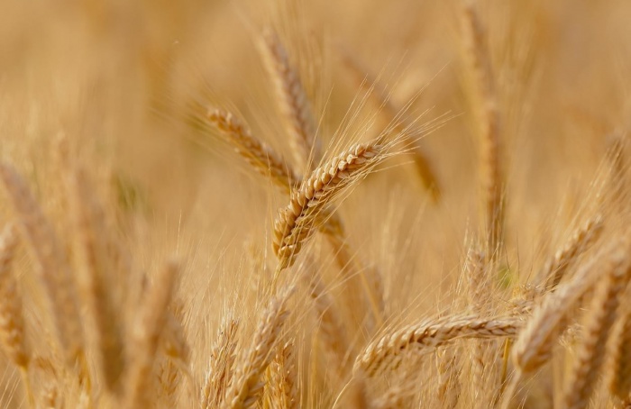 El Niño adiciona risco à qualidade do trigo na próxima safra