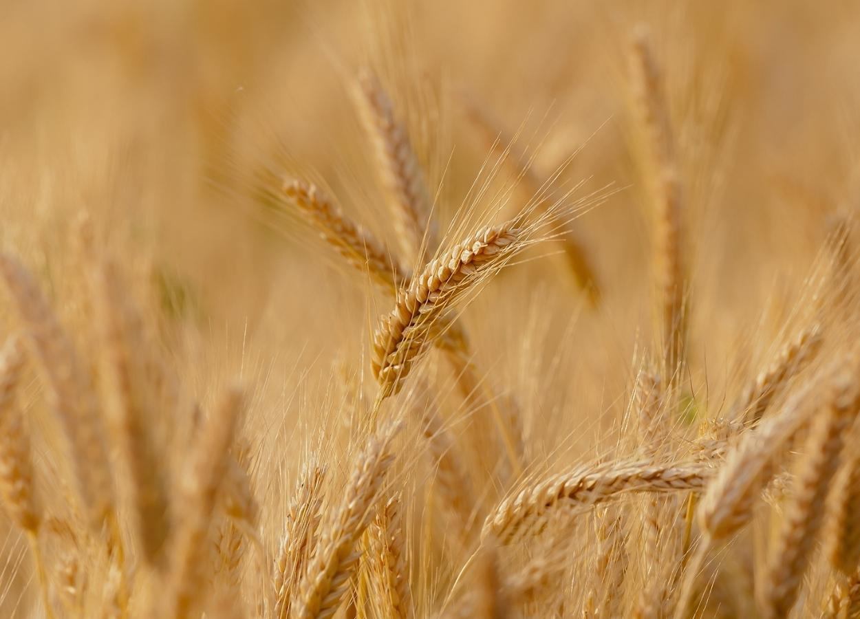 El Niño adiciona risco à qualidade do trigo na próxima safra