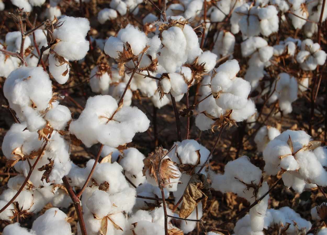 StoneX eleva projeção da safra de algodão 2025/26 no Brasil