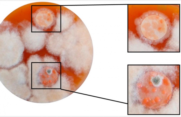 Formigas no manejo biológico de doenças