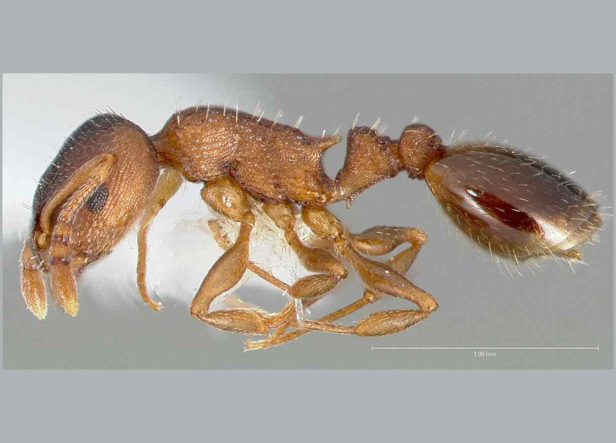 Formigas aprendem mais rápido em colônias