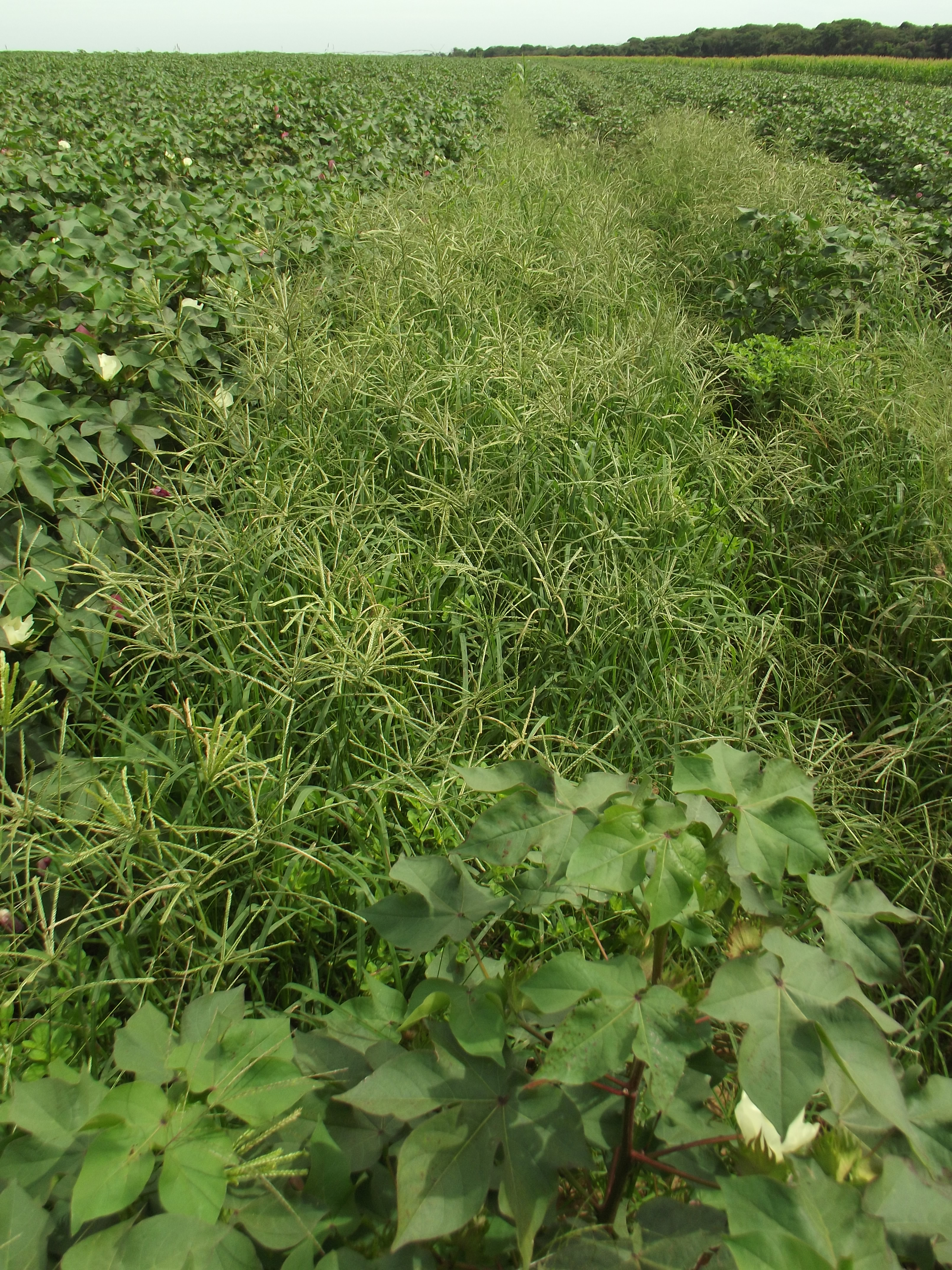 Capim-pé-degalinhas (Eleusine indica) resistente aos herbicidas inibidores de ACCase, em algodão.