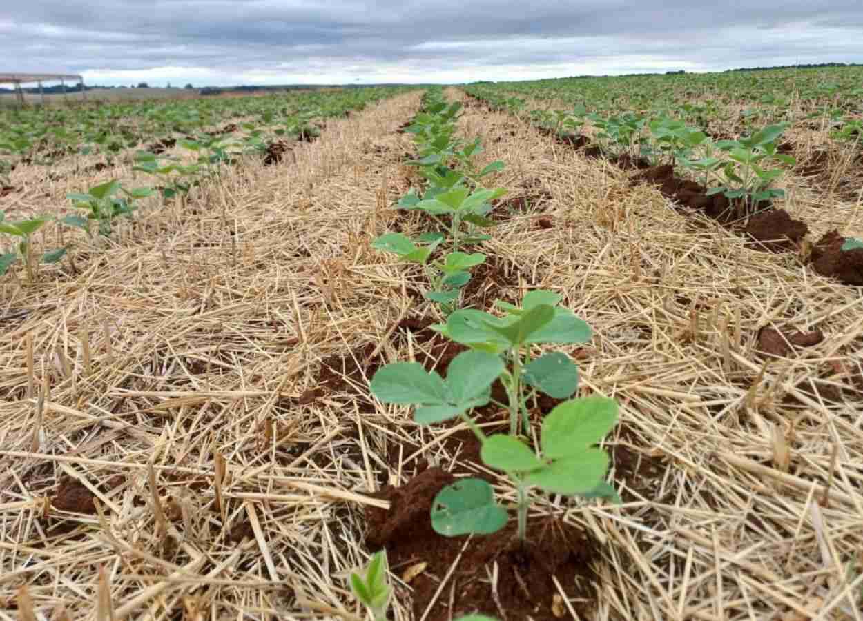 RS Safra 2026/27: plantio da soja chega a 10% no estado