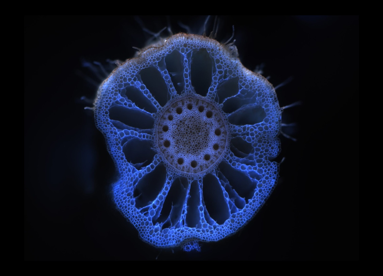 Seção transversal da raiz de uma planta de milho, retirada do estudo - Foto:&nbsp;Universidade do Kansas