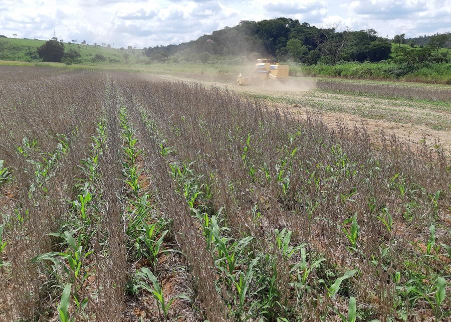 Sistema Antecipe diminui riscos de plantio para milho safrinha